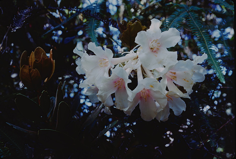 Rhododendron-hyacinthosmum-Bulldog-Rd-PNG-1974-120.jpg