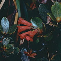 Rhododendron-invasorium-Bulldog-Rd-PNG-1975-022.jpg