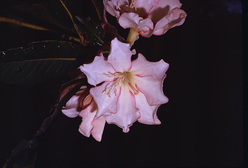 Rhododendron-konori-1-Gumine-PNG-1975-085.jpg