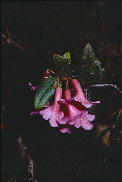 Rhododendron-leptanthum-6500-ft-Mt-Kaindi-PNG-1974-076.jpg