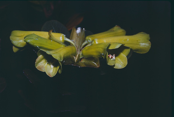 Rhododendron-pachycarpon-Finisterre-Mts-PNG-1976-107