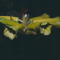 Rhododendron-pachycarpon-Finisterre-Mts-PNG-1976-107