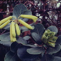 Rhododendron-pachycarpon-Mt-Bangeta-11000ft-3in-long-PNG-1975-105