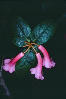 Rhododendron-phaeochitum-Bulldog-Rd-PNG-1976-078