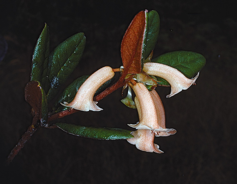 Rhododendron-phaeochitum-var-alba-2100m-Mt-Womtakin-PNG-1976-081.jpg