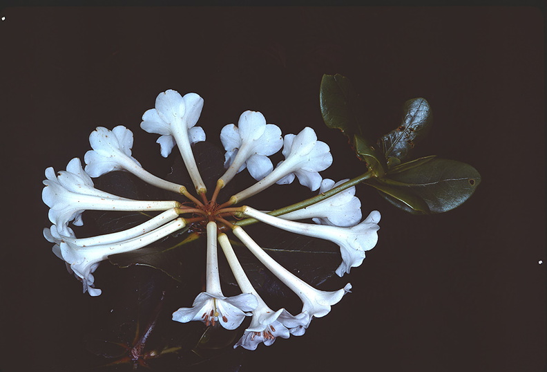 Rhododendron-pleianthum-Bulldog-Rd-PNG-1976-043.jpg
