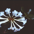 Rhododendron-pleianthum-Bulldog-Rd-PNG-1976-043