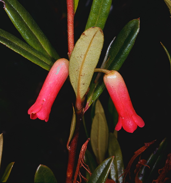 Rhododendron-purpuriflorum-Bulldog-Rd-PNG-1975-090.jpg