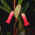 Rhododendron-purpuriflorum-Bulldog-Rd-PNG-1975-090