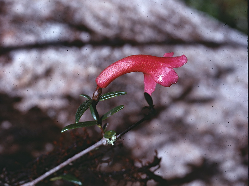 Rhododendron-rarum-Mt-Wilhelm-PNG-1975-068.jpg