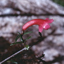 Rhododendron-rarum-Mt-Wilhelm-PNG-1975-068