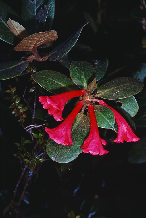 Rhododendron-rubellum-Mt-Victoria-PNG-1976-122