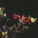 Rhododendron-saruwagedicum-Mt-Bangeta-PNG-1975-012