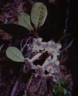 Rhododendron-solitarium-Mt-Kaindi-PNG-1974-084