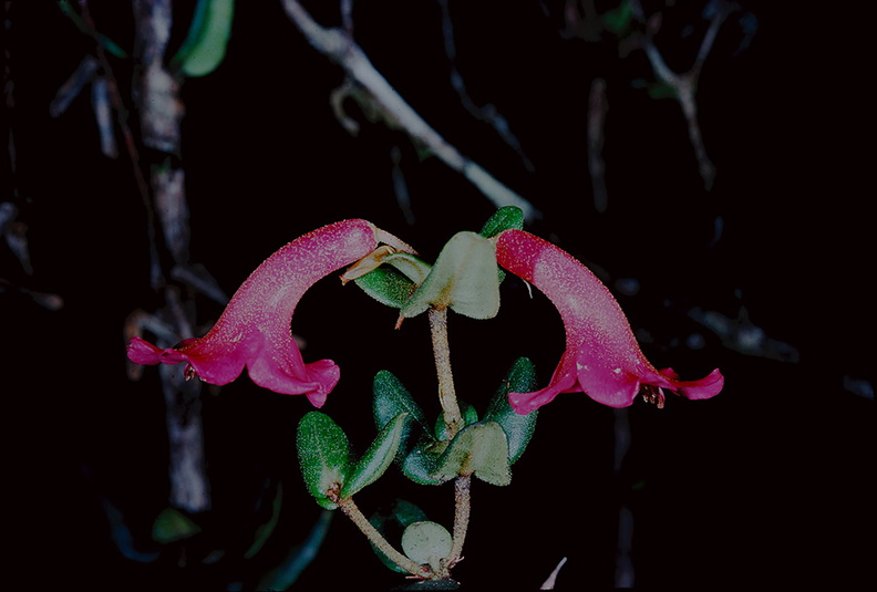 Rhododendron-spondylophyllum-Mt-Victoria-PNG-1975-118.jpg