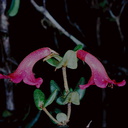 Rhododendron-spondylophyllum-Mt-Victoria-PNG-1975-118