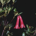 Rhododendron-vitis-ideae-Bulldog-Rd-PNG-1975-066