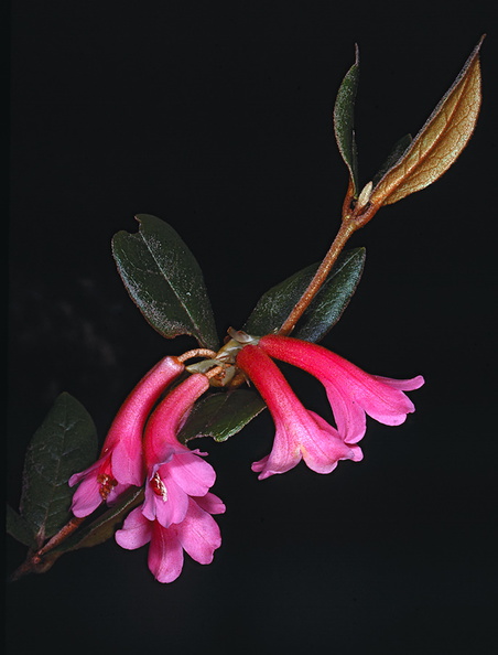 Rhododendron-warianum-Bulldog-Rd-PNG-1975-075.jpg