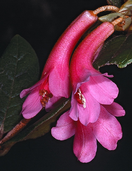 Rhododendron-warianum-Bulldog-Rd-PNG-1975-075_v2.jpg