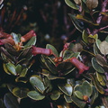 Rhododendron-yelliotii-Bulldog-Rd-cited-Vireya-book-PNG-1975-130