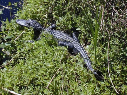 alligator juvenile Lafitte Louisiana