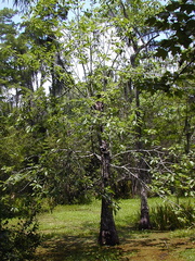 nyssa aquat tree