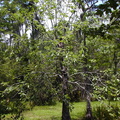 nyssa_aquat_tree.jpg