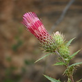 Cirsium-sp-mohavense-Mossy-Cave-Bryce-2005-07-25.jpg