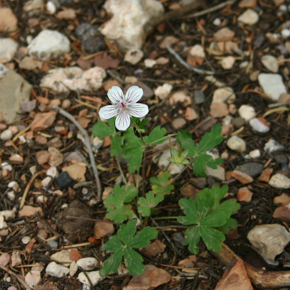 Geranium-richardsonii-indet-lv-Bryce-or-nr-Zion-1-2005-07-25