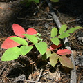 Mahonia-red-leaves2-Uintas-utah-2005-07.jpg