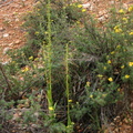 Platanthera-sp-Mossy-Cave-Bryce-2005-07-25