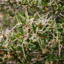 cercocarpus-pistillate-Mossy-Cave-Bryce-2005-07-25