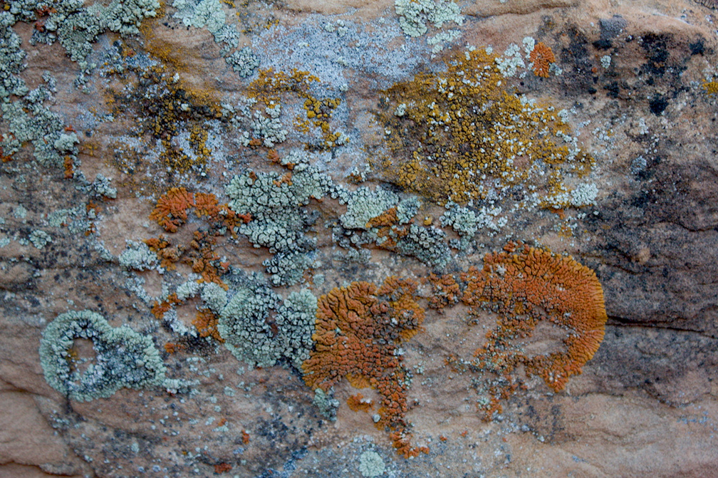 lichens-Daddy-Canyon-Nine-Mile-Canyon-Uintas-2016-11-07-IMG 3528