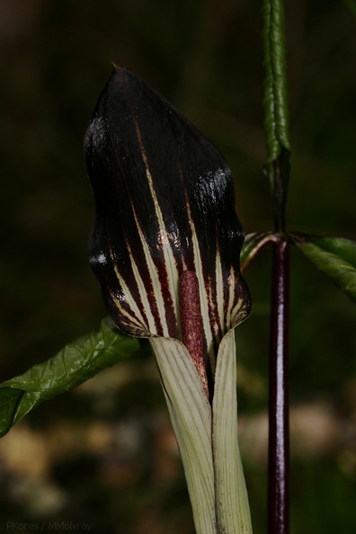 Arisaema-triphyllum-jack-in-the-pulpit-Amberg-WI-2008-06-01-img 7313