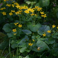 Caltha-palustris-marsh-marigold-Amberg-WI-2008-06-01-img_7296.jpg