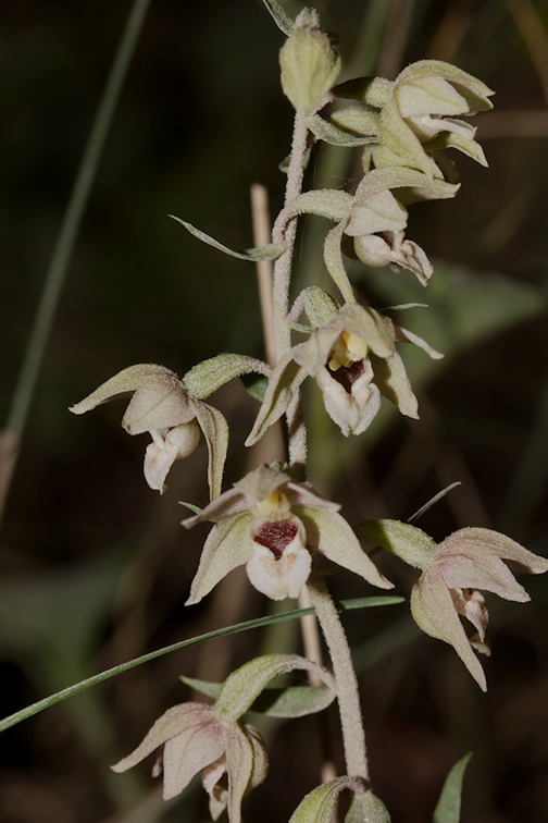 Epipactis-sp-orchid-near-cottage-Door-County-2016-08-08-IMG 3406
