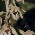 Epipactis-sp-orchid-near-cottage-Door-County-2016-08-08-IMG_3406_v2.jpg