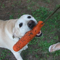 Lily-playing-with-dog-toy-Wisconsin-2012-07-14-IMG_6215.jpg
