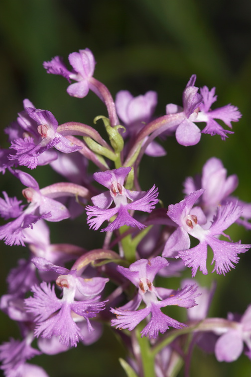 Platanthera-psycodes-lesser-purple-fringed-orchid-streamside-Amberg-Wisconsin-2012-07-17-IMG 6244