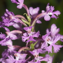Platanthera-psycodes-lesser-purple-fringed-orchid-streamside-Amberg-Wisconsin-2012-07-17-IMG 6244