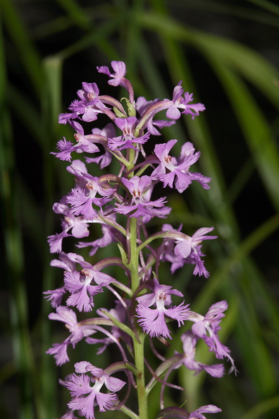 Platanthera-psycodes-lesser-purple-fringed-orchid-streamside-Amberg-Wisconsin-2012-07-17-IMG 6246