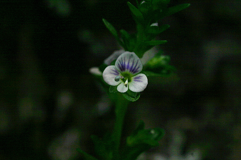 Veronica-serpyllifolia-thyme-leaved-speedwell-Amberg-WI-2008-06-01-img_7315.jpg