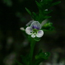 Veronica-serpyllifolia-thyme-leaved-speedwell-Amberg-WI-2008-06-01-img 7315