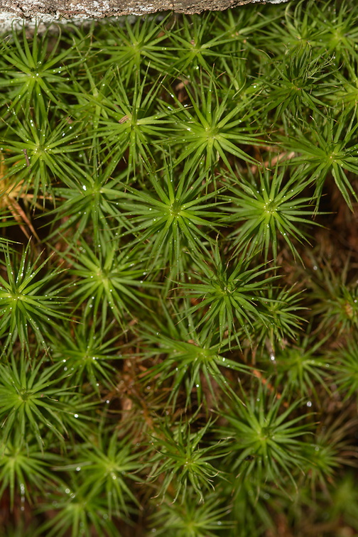 moss-indet-Polytrichum-near-Pike-River-Amberg-Wisconsin-2012-07-17-IMG 6256