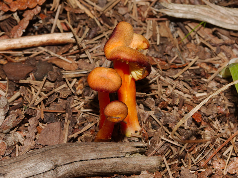 orange-mushroom-The-Ridges-Door-County-2016-08-08-IMG_3412.jpg