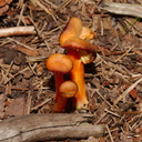 orange-mushroom-The-Ridges-Door-County-2016-08-08-IMG 3412