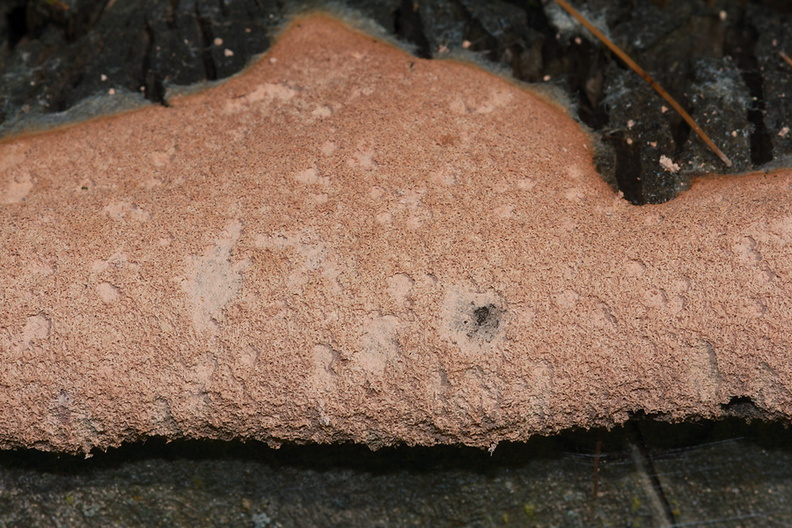 pink-slime-mold-on-tree-stump-Wisconsin-2012-07-12-IMG 6236