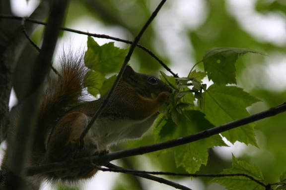 red-squirrel-antics-Amberg-2008-05-31-img 7293