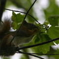 red-squirrel-antics-Amberg-2008-05-31-img_7293.jpg