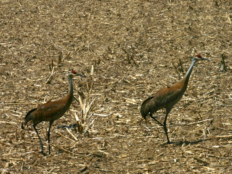 sandhill-crane-pair-in-stubble-field-nr-Stoughton-WI-2008-05-22-img_7182.jpg